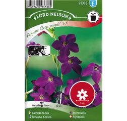 Nicotiana Sanderae 'Perfume Deep purple F1'-thumbnail