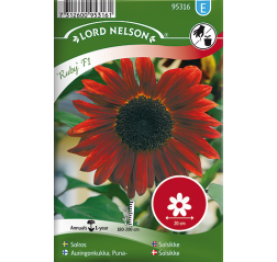 Sunflower 'Ruby F1'-thumbnail