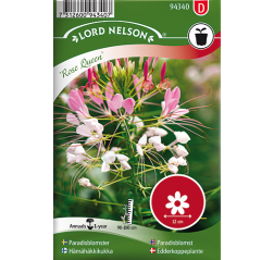 Cleome 'Rose Queen'-thumbnail