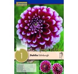 Dahlia Edinburgh 1-thumbnail