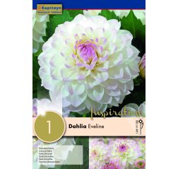Dahlia Eveline 1-thumbnail