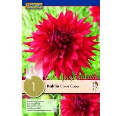 Dahlia Creve Coeur 1-thumbnail