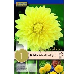 Dahlia Kelvin Floodlight 1-thumbnail