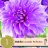 Dahlia Lavender Perfection 1-thumbnail