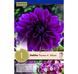 Dahlia Thomas A. Edison 1-thumbnail