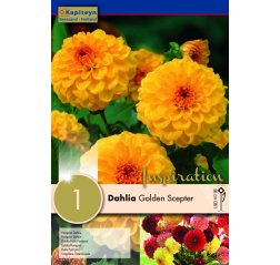 Dahlia Golden Scepter 1-thumbnail