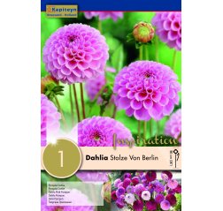 Dahlia Stolze Von Berlin 1-thumbnail