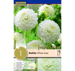 Dahlia White Aster 1-thumbnail