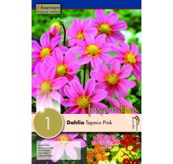 Dahlia Pink Topmix 1-thumbnail