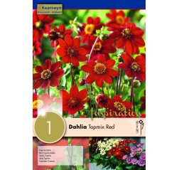 Dahlia Red Topmix 1-thumbnail