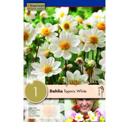 Dahlia White Topmix 1-thumbnail