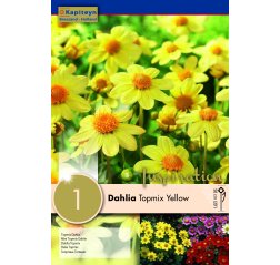 Dahlia Yellow Topmix 1-thumbnail
