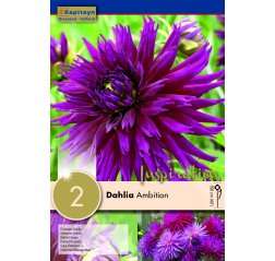 Dahlia Ambition 2-thumbnail