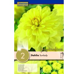 Dahlia Sunlady 2-thumbnail