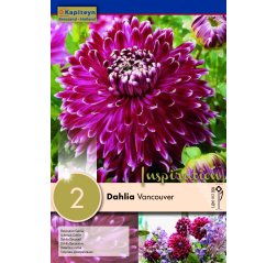 Dahlia Vancouver 2-thumbnail