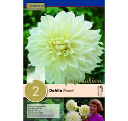 Dahlia Fleurel 2-thumbnail