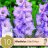 Gladiolus Cote d'Azur 10-thumbnail