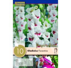 Gladiolus Fiorentina 10-thumbnail