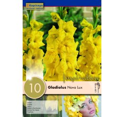 Gladiolus Nova Lux 10-thumbnail