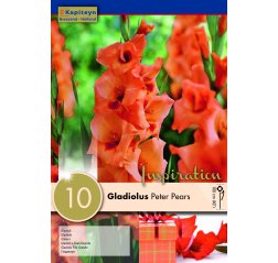 Gladiolus Peter Pears 10-thumbnail