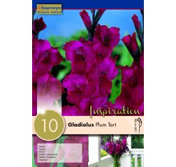 Gladiolus Plum Tart 10-thumbnail