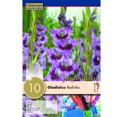 Gladiolus Redinha 10-thumbnail