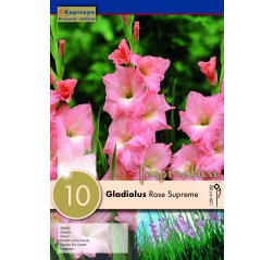 Gladiolus Rose Supreme 10-thumbnail