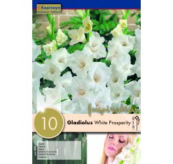 Gladiolus White Prosperity 10-thumbnail