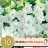 Gladiolus White Prosperity 10-thumbnail
