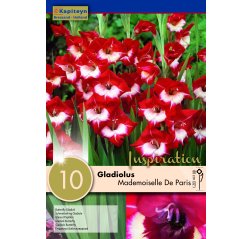 Gladiolus Butterfly Mademoiselle de Paris 10-thumbnail