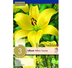 Lilja Yellow County 3-thumbnail