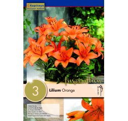 Lilja Orange Pixie 3-thumbnail