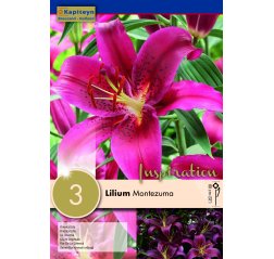 Lilja Montezuma 3-thumbnail