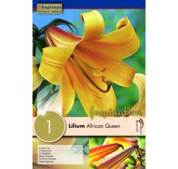 Lilja African Queen 1-thumbnail