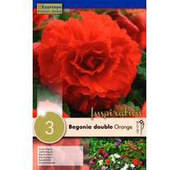 Begonia Double Orange 3-thumbnail