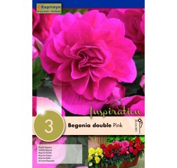 Begonia Double Pink 3-thumbnail