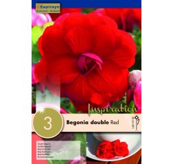 Begonia Double Red 3-thumbnail