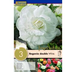 Begonia Double White 3-thumbnail