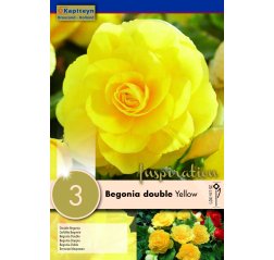 Begonia Double Yellow 3-thumbnail