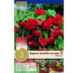 Begonia Pendula Cascade Red 3-thumbnail