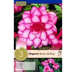 Begonia Bouton de Rose 3-thumbnail