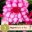 Begonia Bouton de Rose 3-thumbnail