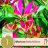 Keijunlilja Gloriosa Rothschildiana 1-thumbnail