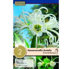 Lukinlilja Hymenocallis Festalis Zwanenburg 2-thumbnail