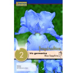 Saksankurjenmiekka Iris Blue Sapphire 2-thumbnail