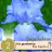 Saksankurjenmiekka Iris Blue Sapphire 2-thumbnail