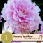 Kiinanpioni Paeonia Sarah Bernhardt 1-thumbnail