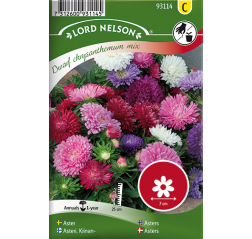 Callistephus 'Dwarf Chrysanthemum mix'-thumbnail