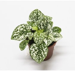 The Polka dot plant (Hypoestes phyllostachya) 18 cm-thumbnail