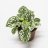 The Polka dot plant (Hypoestes phyllostachya) 18 cm-thumbnail